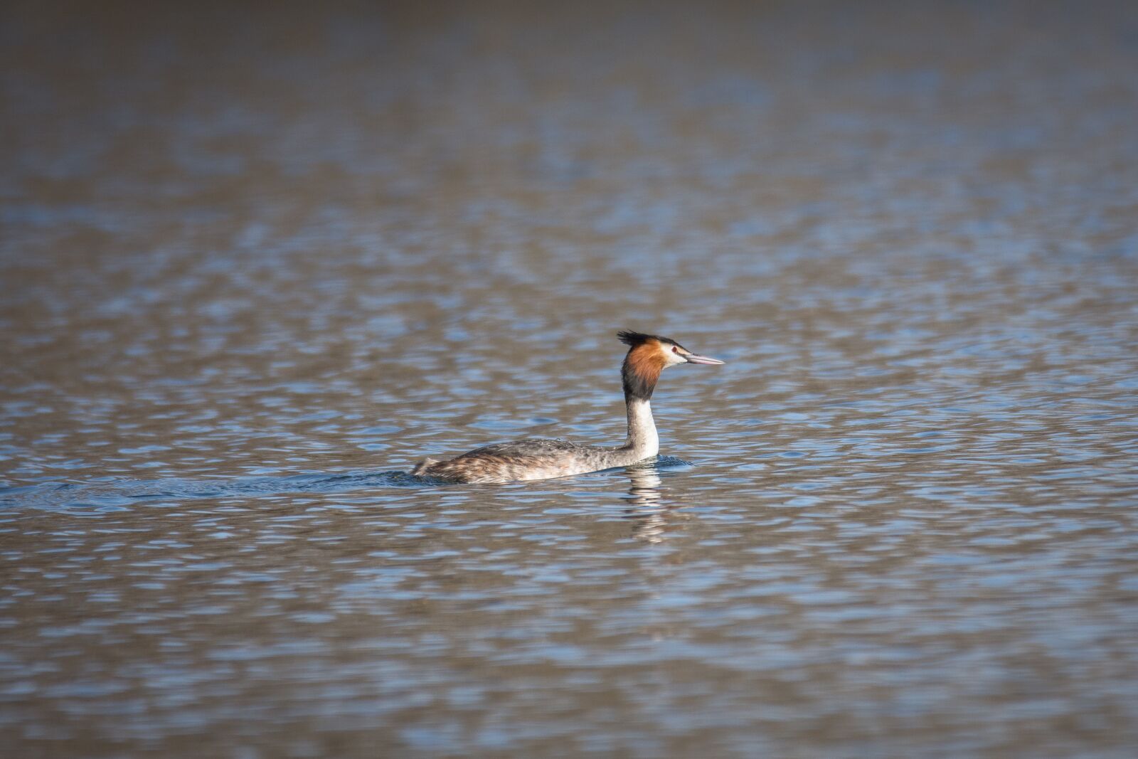 Nikon D7200 sample photo. Great crested grebe, grebe photography