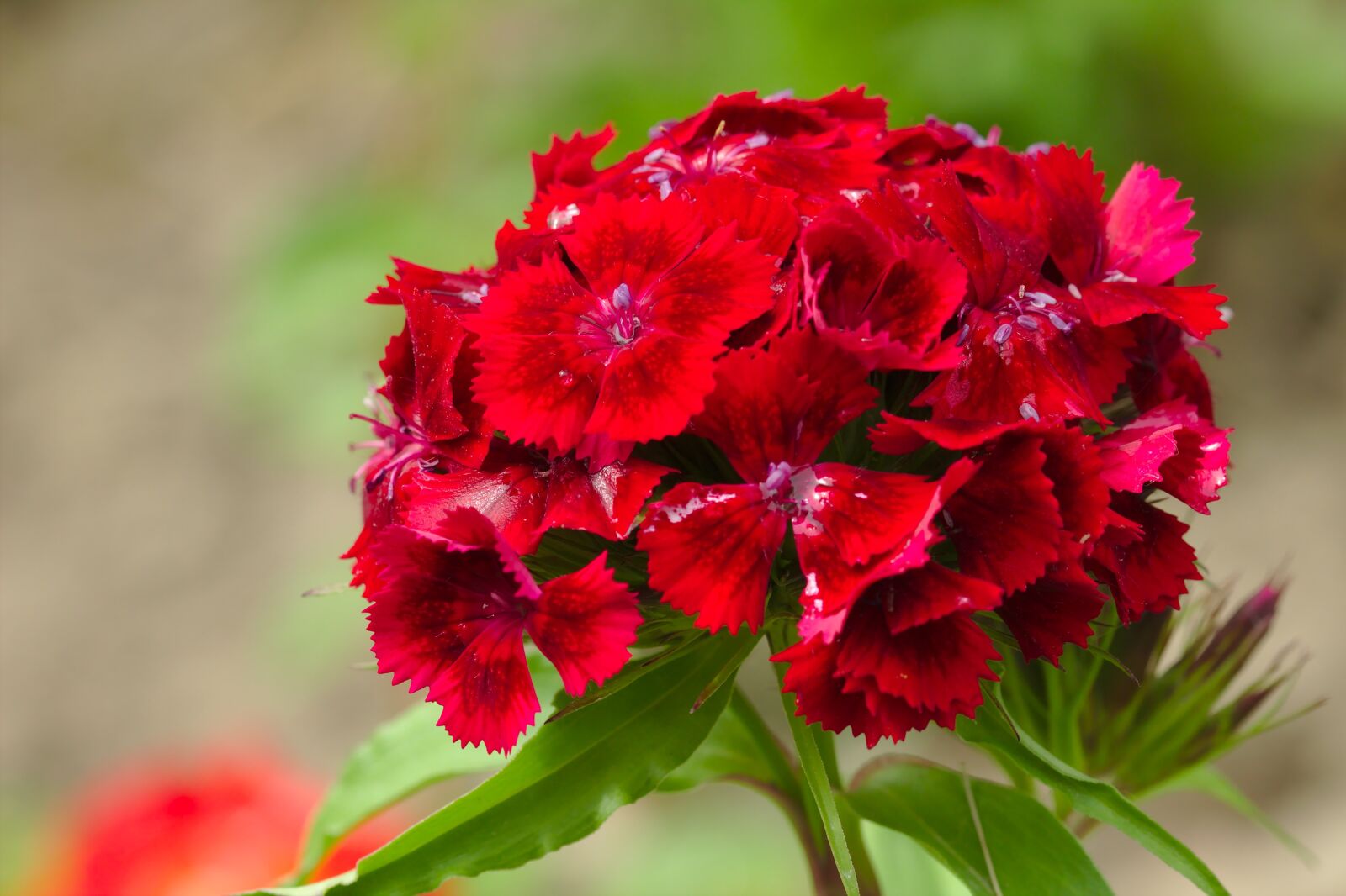 Canon EOS 600D (Rebel EOS T3i / EOS Kiss X5) sample photo. Flower, red, nature photography
