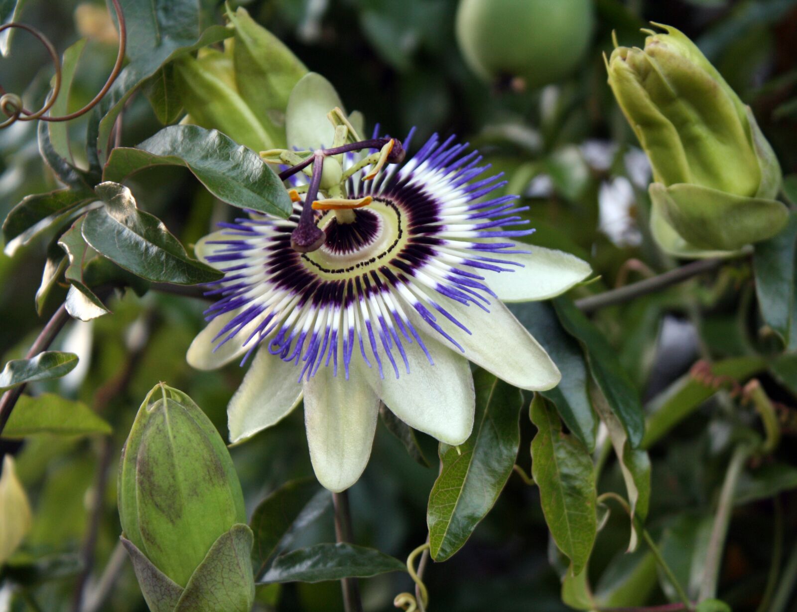 Canon EOS 1000D (EOS Digital Rebel XS / EOS Kiss F) sample photo. Passion flower, exotic, floral photography