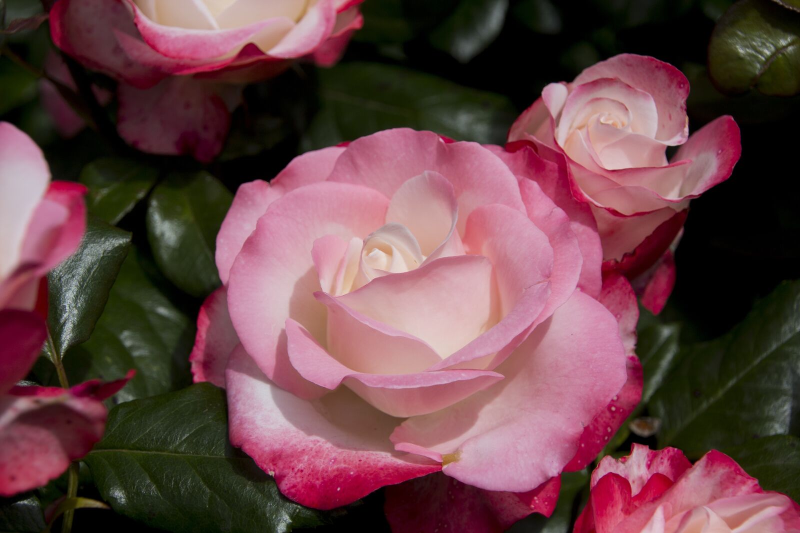 Canon EOS 60D sample photo. Rose, flower, blossom photography