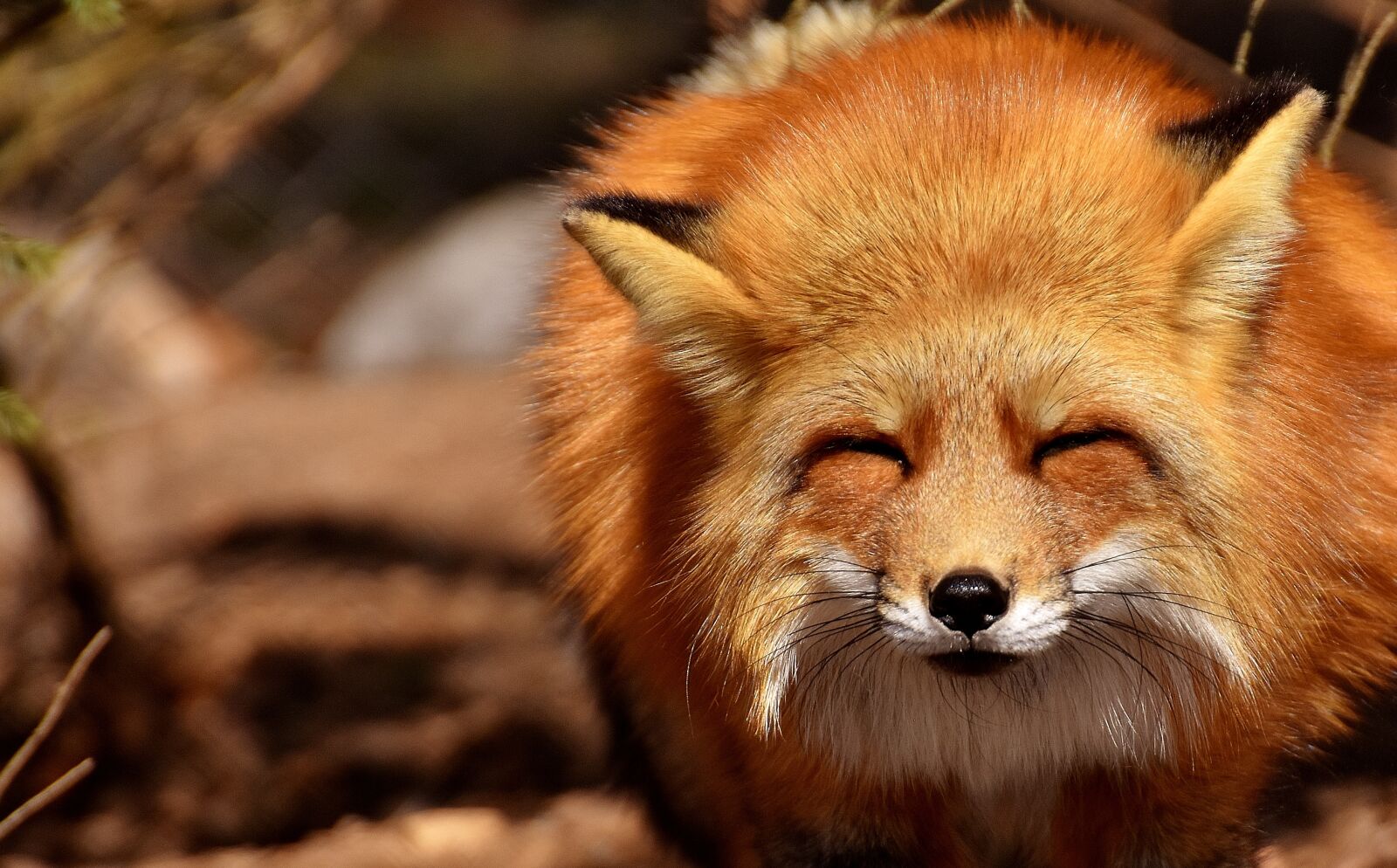 Nikon D7200 sample photo. Fuchs, funny, wild animal photography