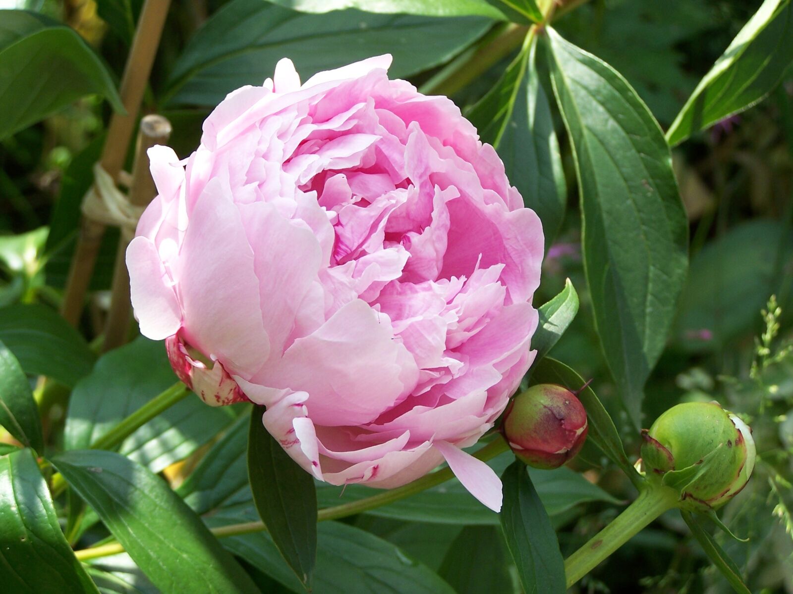 Kodak Z740 ZOOM DIGITAL CAMERA sample photo. Peony, flower, garden photography