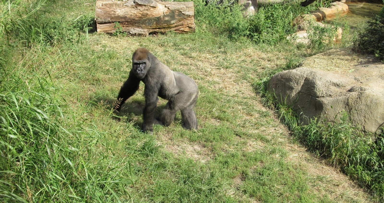Canon PowerShot SX130 IS sample photo. Gorilla, looking, standing photography