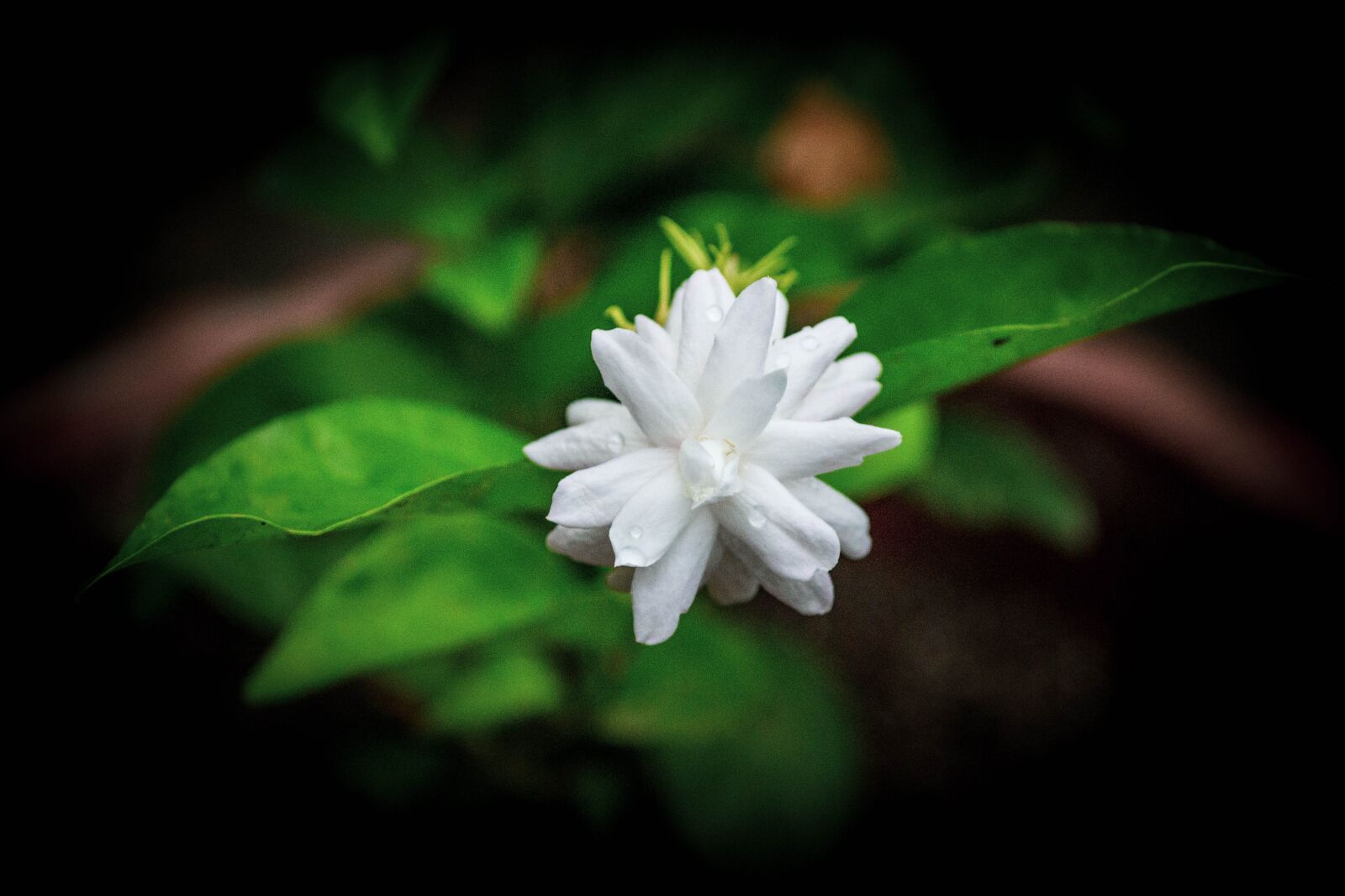 Nikon D3100 sample photo. White flower, white, spring photography