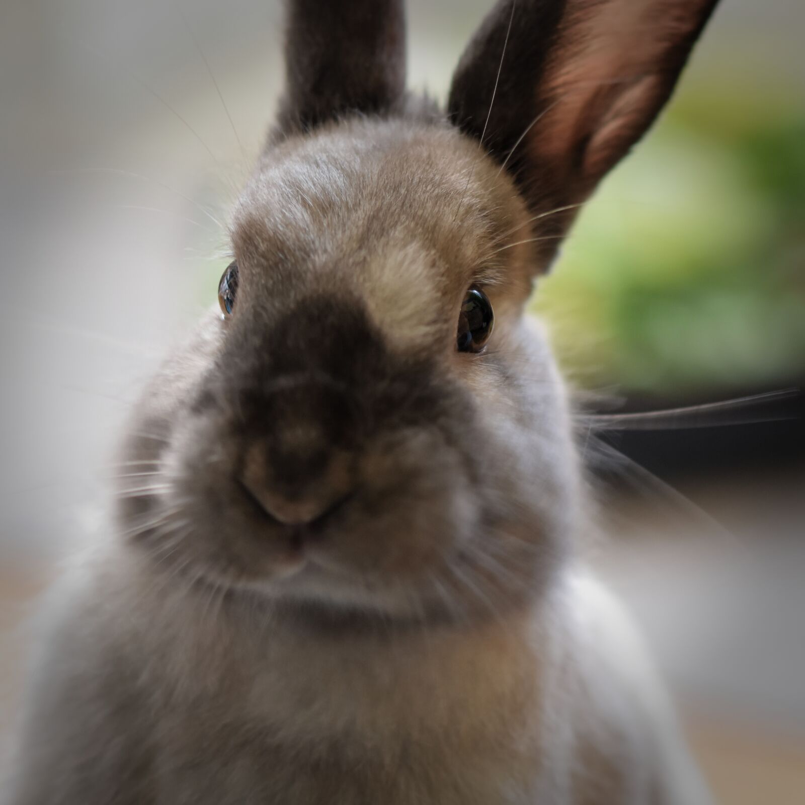 Nikon D7200 sample photo. Dwarf rabbit, color dwarf photography