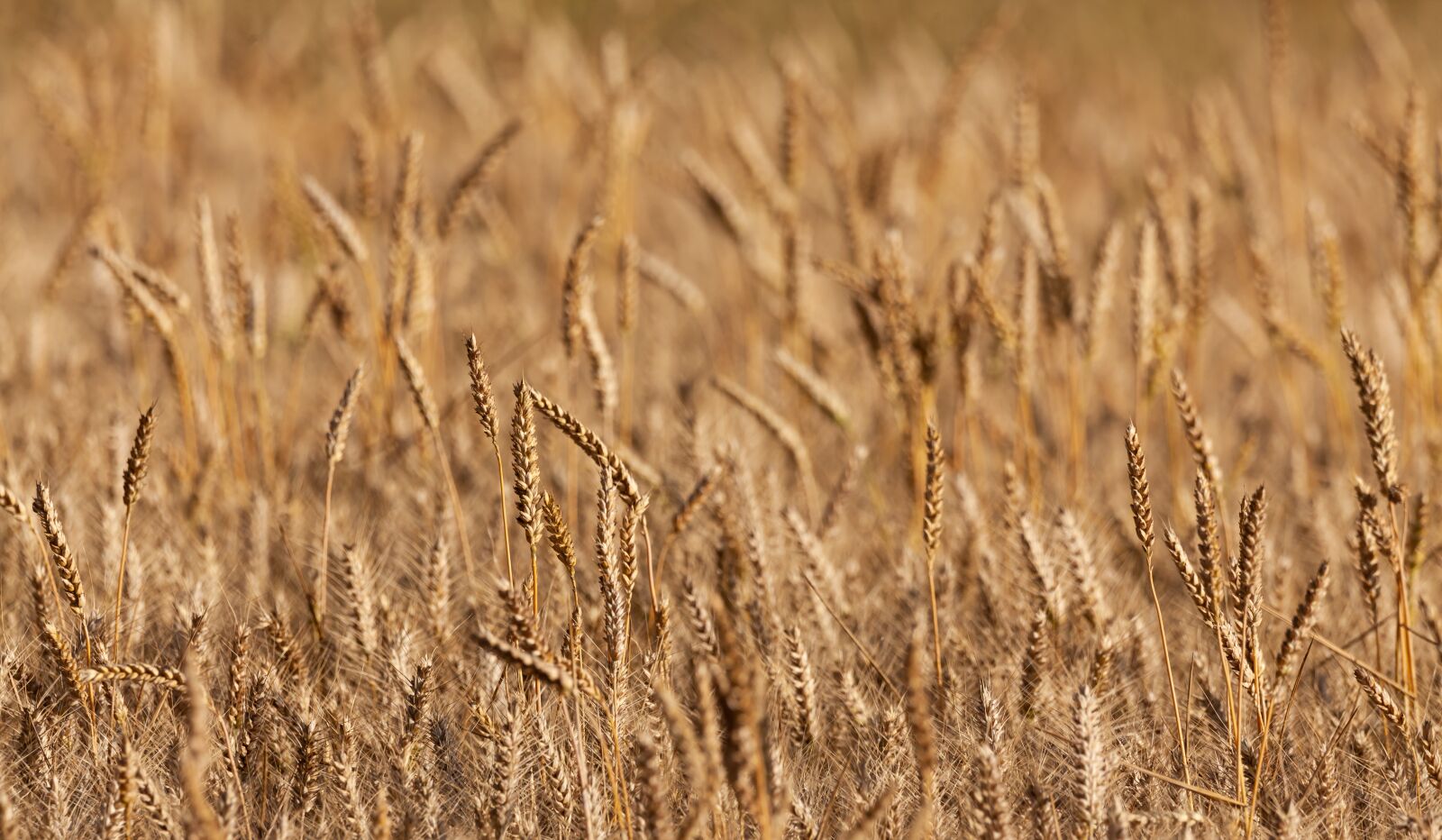 150-600mm F5-6.3 DG OS HSM | Contemporary 015 sample photo. Wheat, spikes, cereal photography