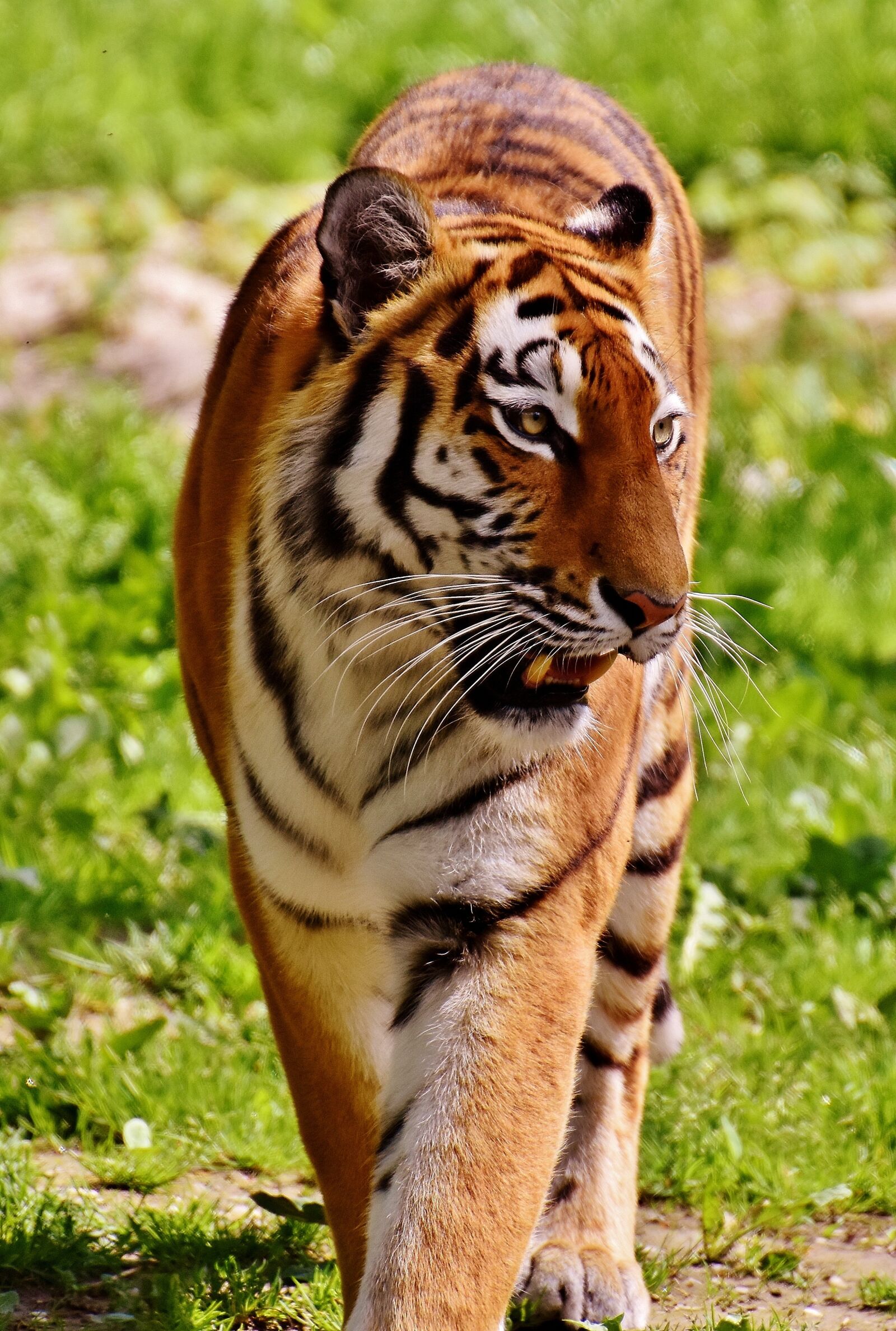 Nikon D7200 sample photo. Tiger, predator, fur photography