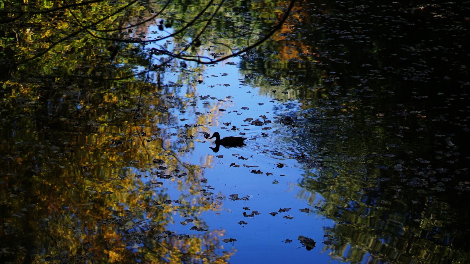 E 50mm F1.8 OSS sample photo. Duck, reflections, water photography
