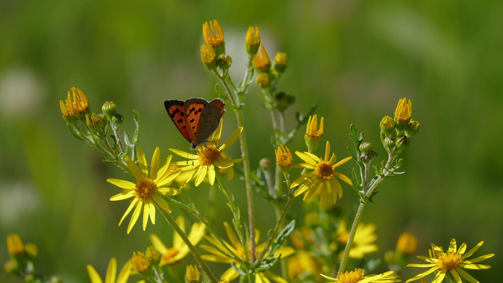 Leica V-Lux (Typ 114) sample photo. Butterfly, flowers, yellow photography