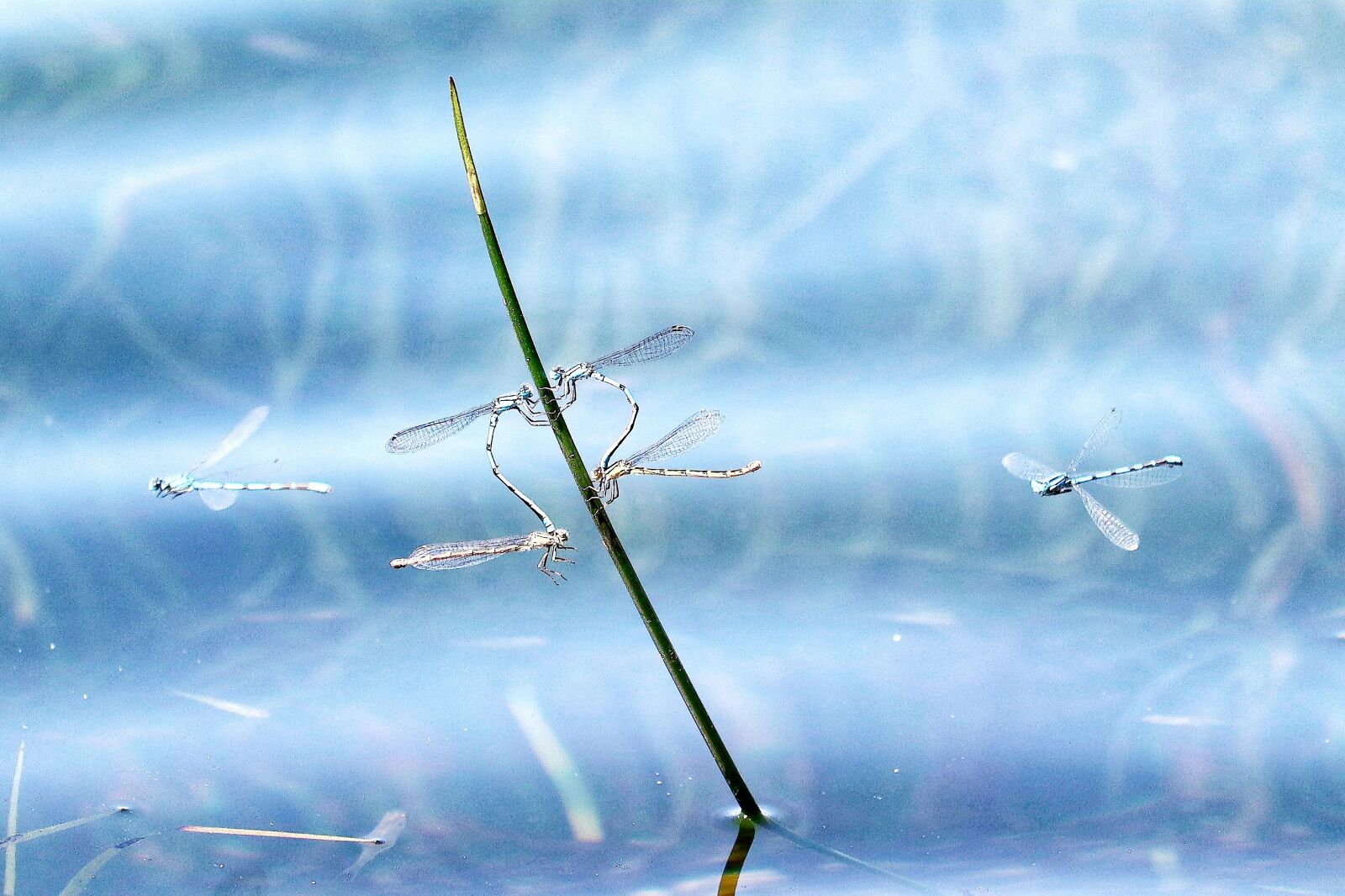 Canon EOS M50 (EOS Kiss M) sample photo. Dragonfly, animals, insect photography