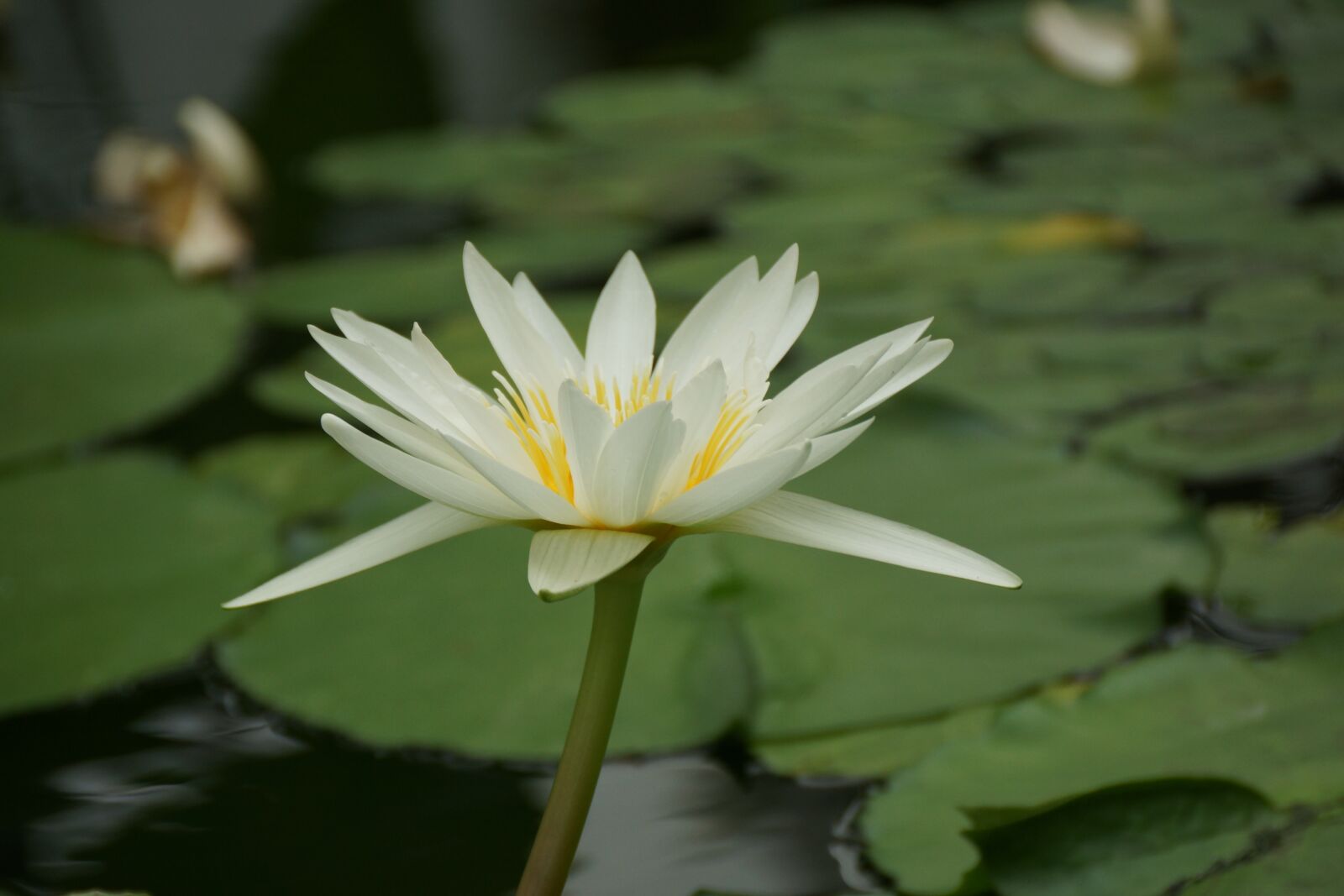 Sony SLT-A77 sample photo. Pool, lotus, flower photography