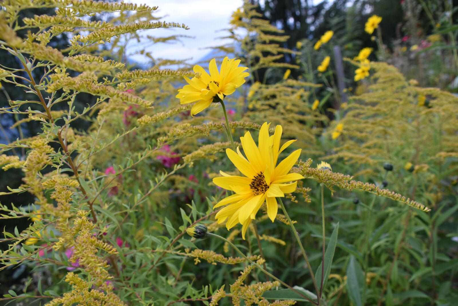 Nikon D5600 sample photo. Flower, flower yellow petals photography