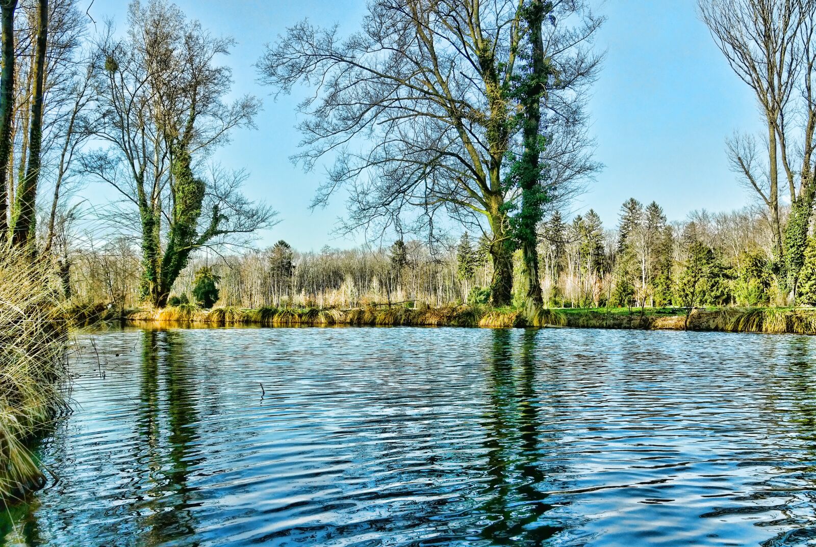 Sony Cyber-shot DSC-RX10 III sample photo. Nature, tree, lake photography