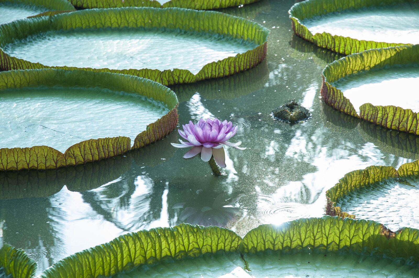 Nikon D90 sample photo. Lotus, flower, nature photography