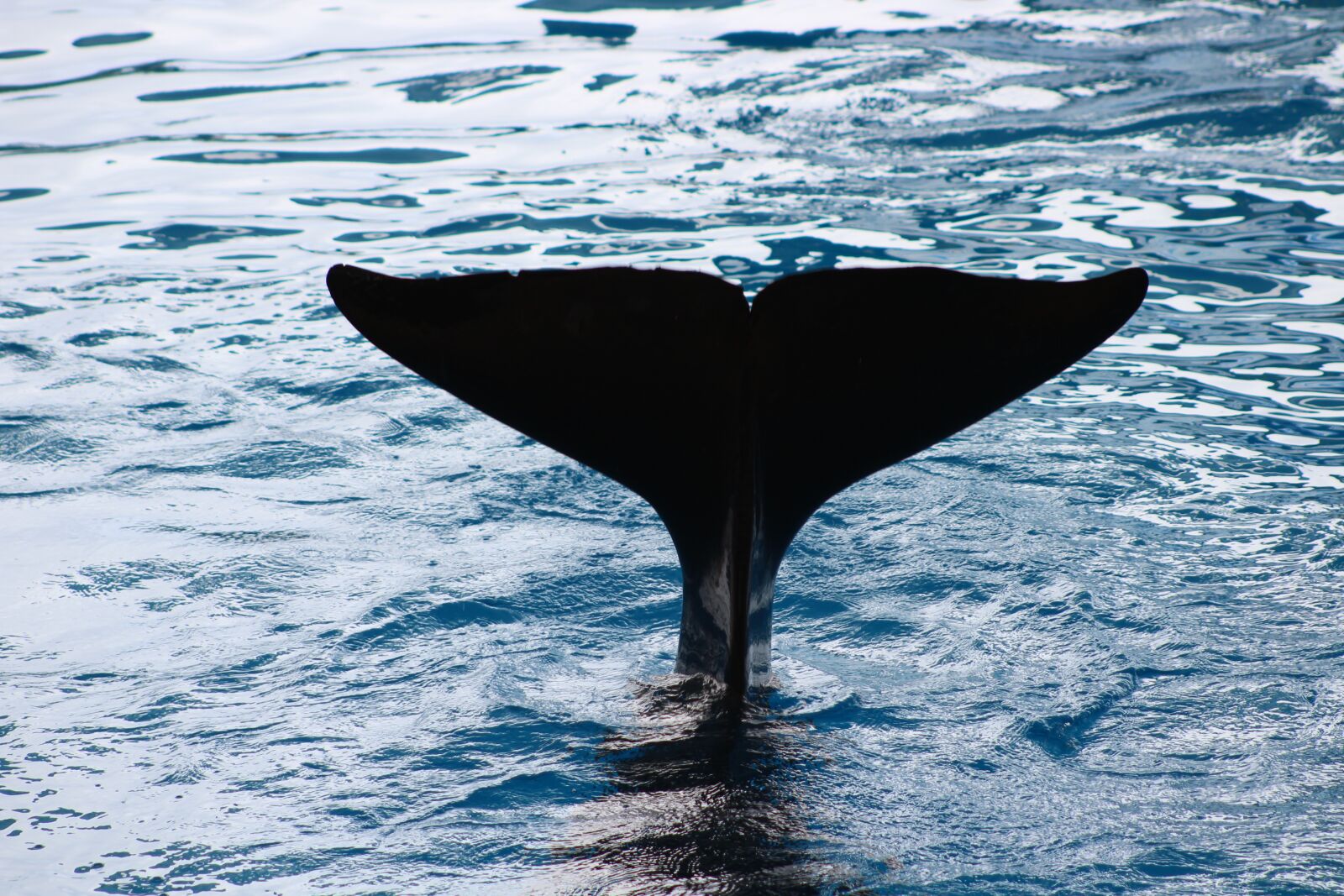 Canon EF75-300mm f/4-5.6 sample photo. Animal, tail, orc photography