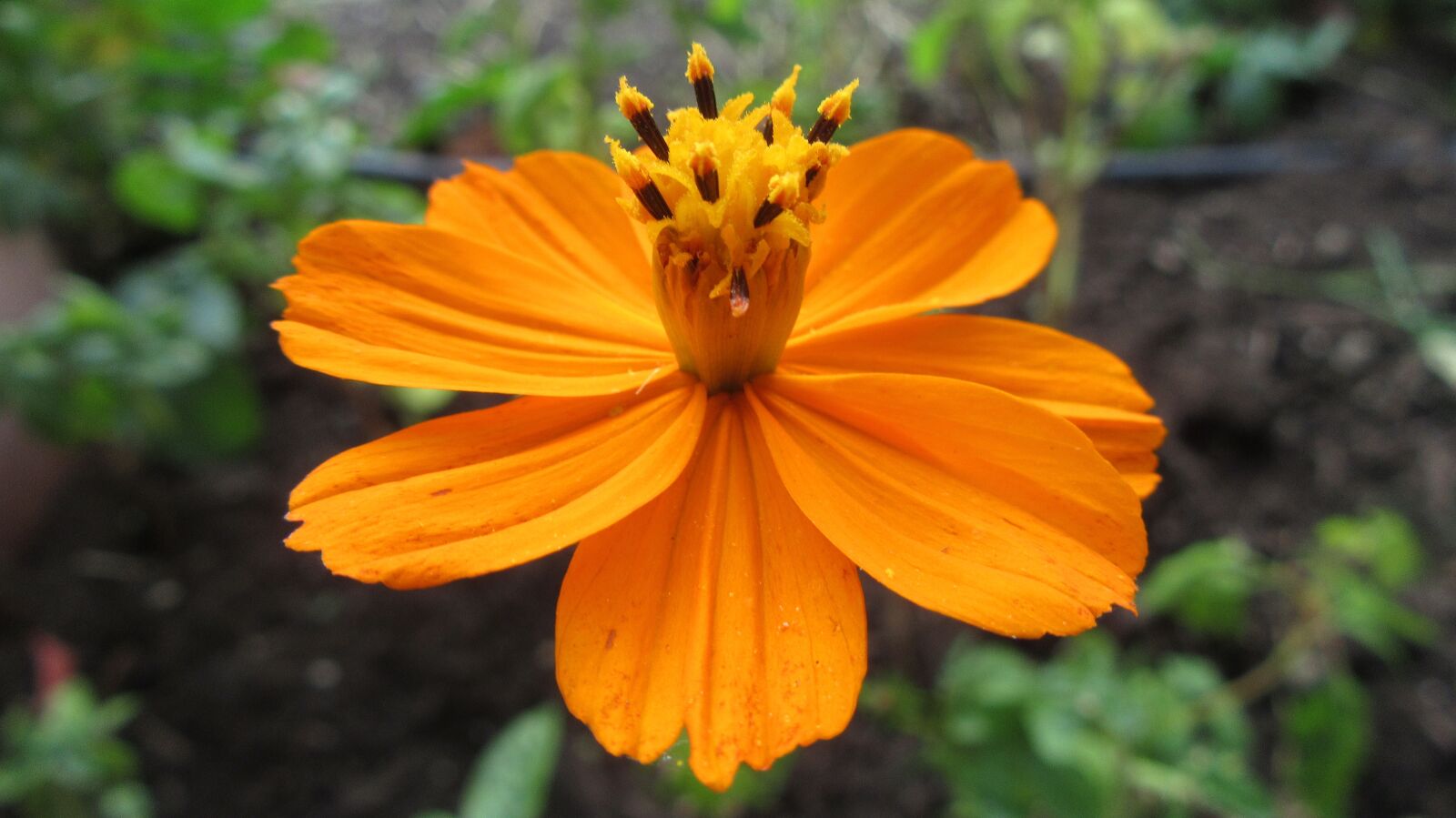 Canon PowerShot SX610 HS sample photo. Flower, nature, spring flowers photography