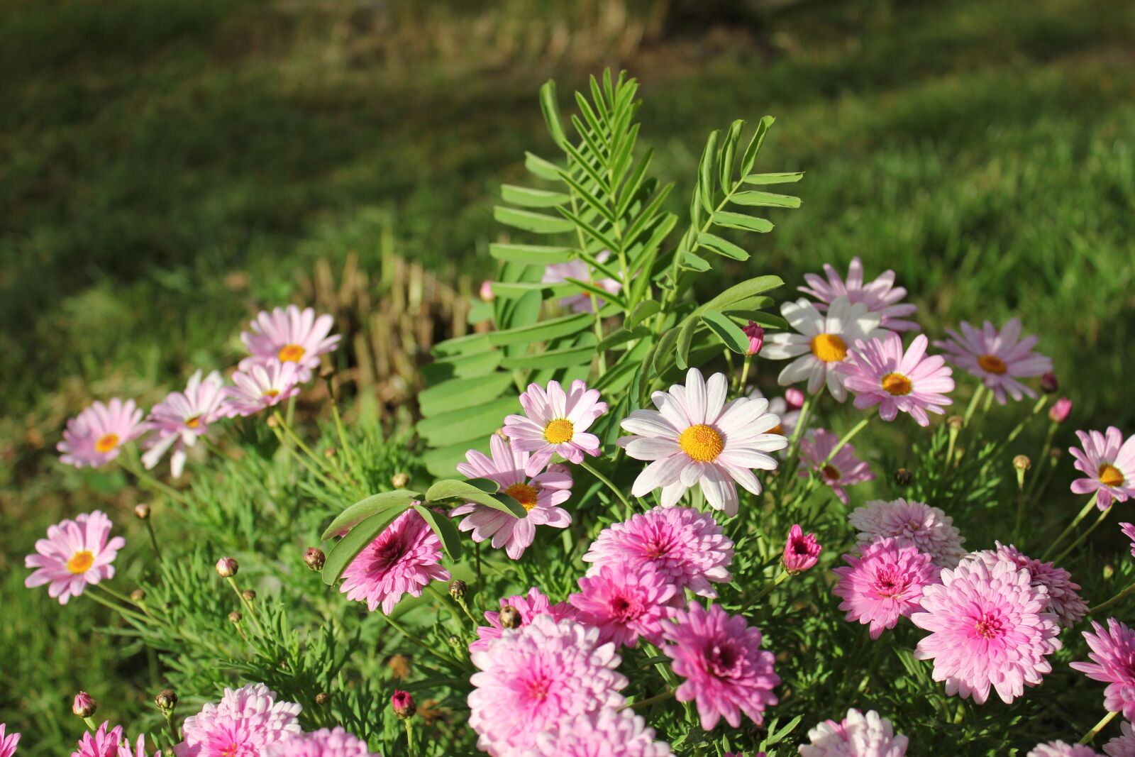 Canon EOS 550D (EOS Rebel T2i / EOS Kiss X4) sample photo. Flowers, cluster, landscape photography