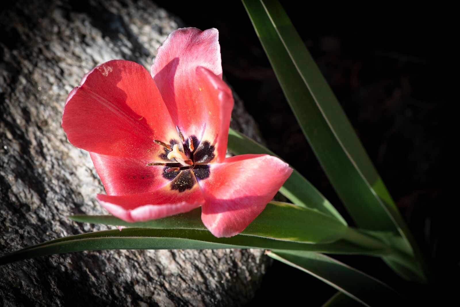 Nikon D750 sample photo. Tulip, flower, blossom photography