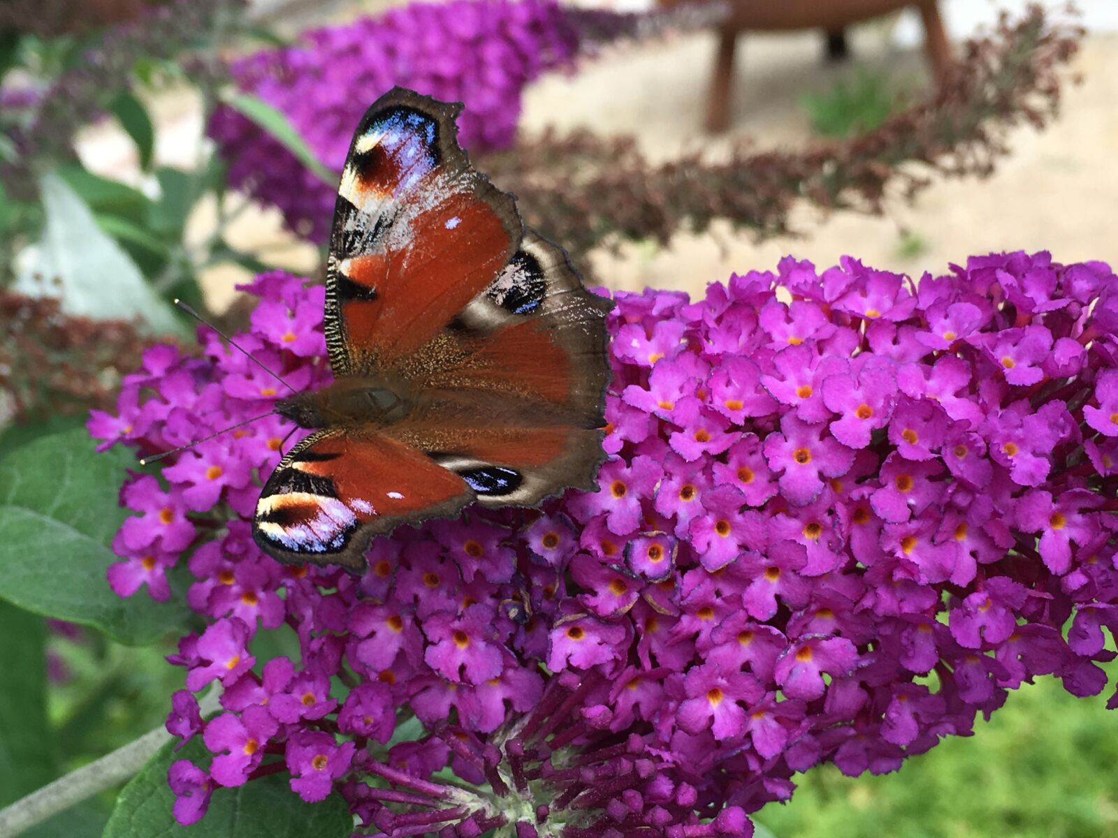 Apple iPhone 6s sample photo. Butterfly, blossom, bloom photography