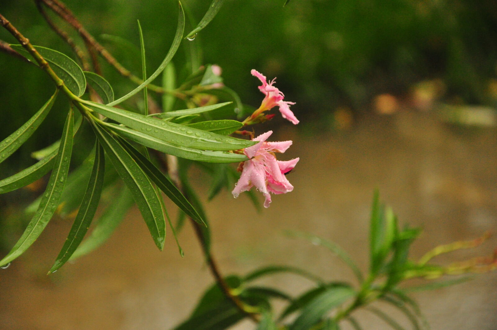 Nikon D90 sample photo. Gumamela, hibiscus photography