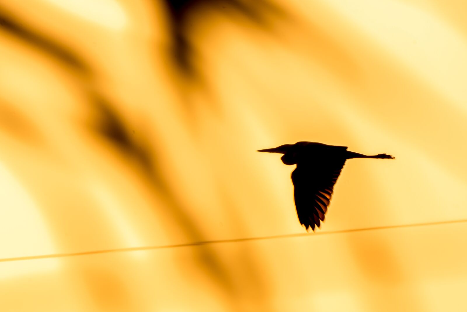 Tamron SP 150-600mm F5-6.3 Di VC USD sample photo. Warm, summer, setting sun photography