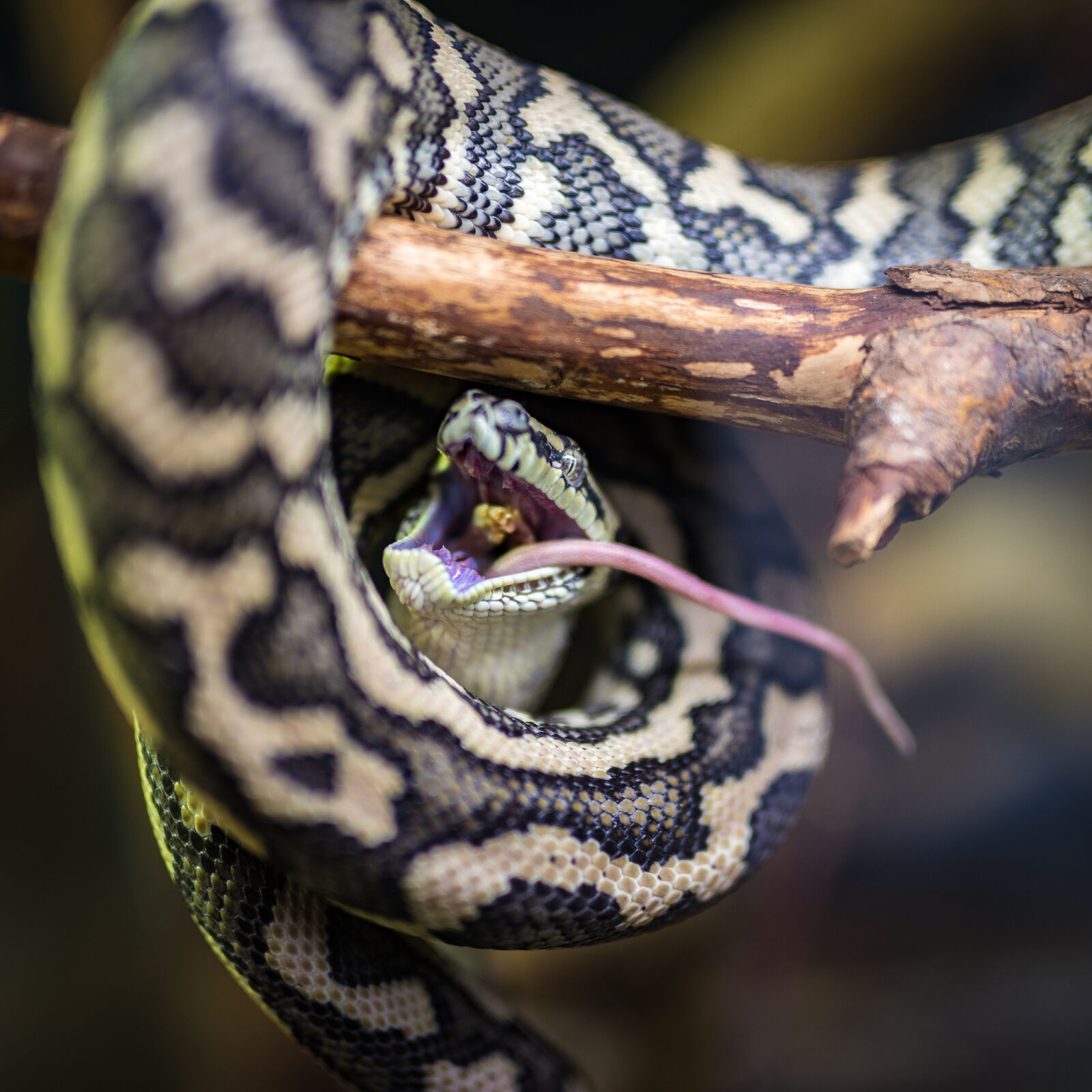 Nikon D810 sample photo. Nature, animal, eat, snake photography