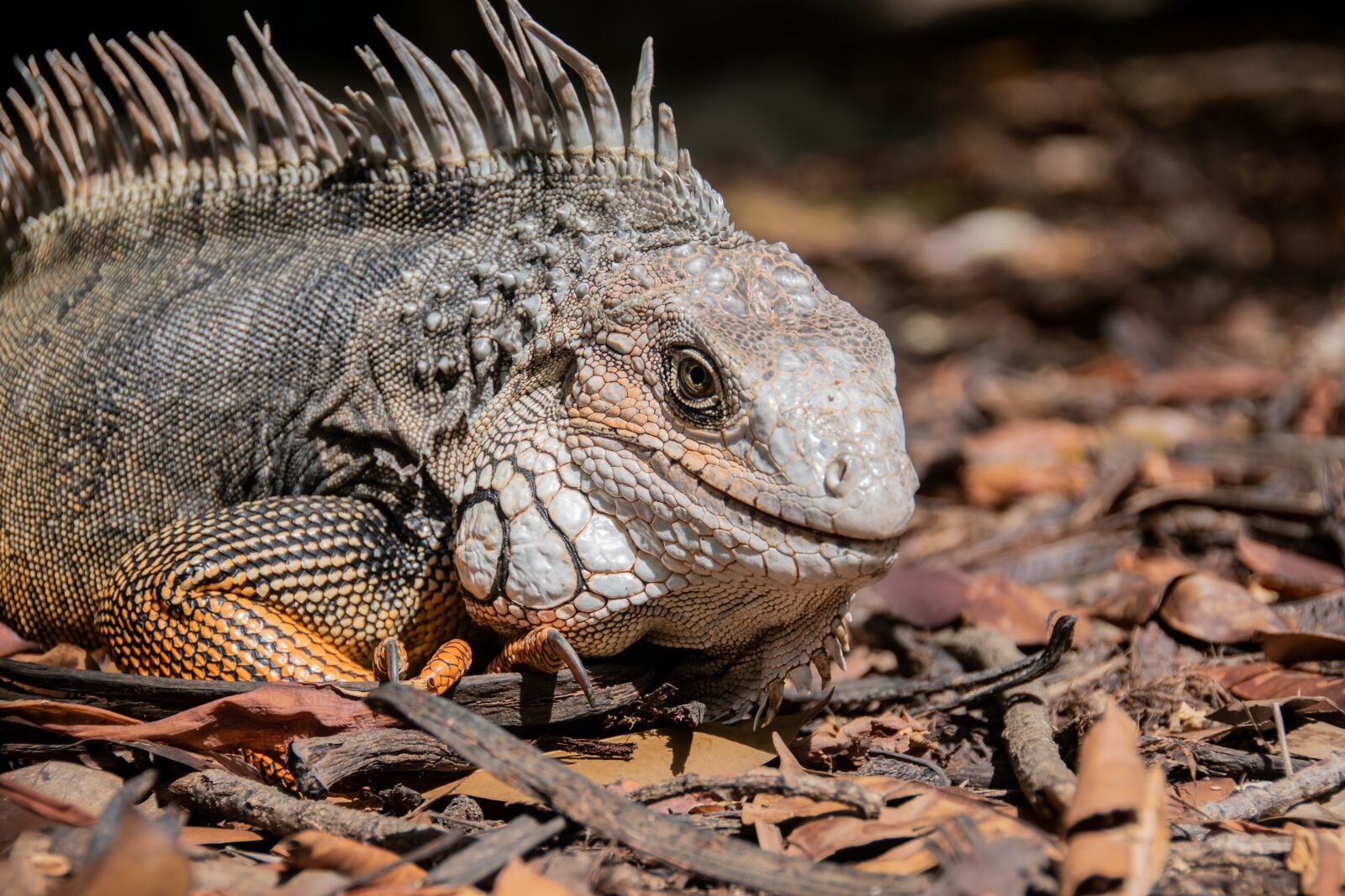 Nikon D5600 sample photo. Iguana, lizard, reptile photography