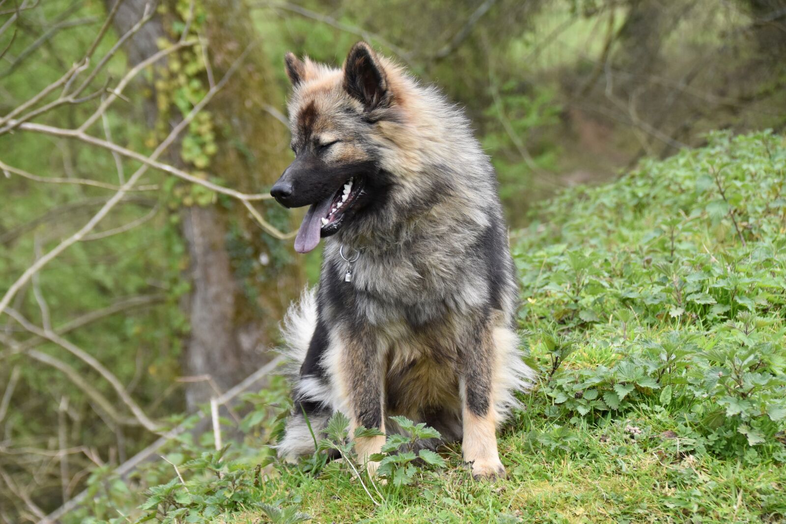 Nikon D5600 sample photo. Dog, dog sitting, dog photography