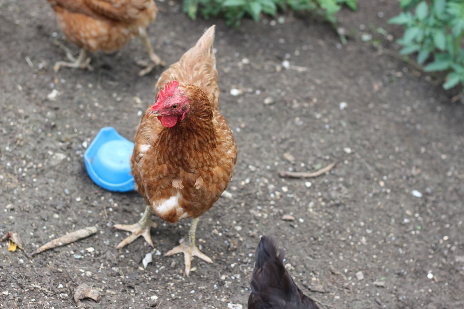 Canon EOS 600D (Rebel EOS T3i / EOS Kiss X5) + Canon EF 50mm F1.8 STM sample photo. Hen, hens, cock photography