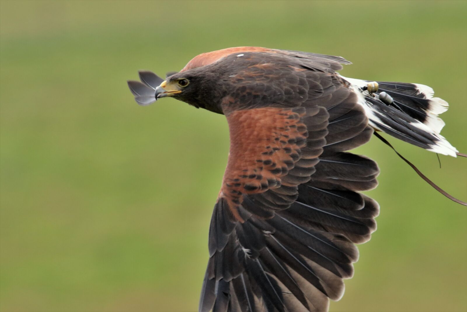 Canon EOS 7D Mark II sample photo. Harris hawk, falconry, harris photography