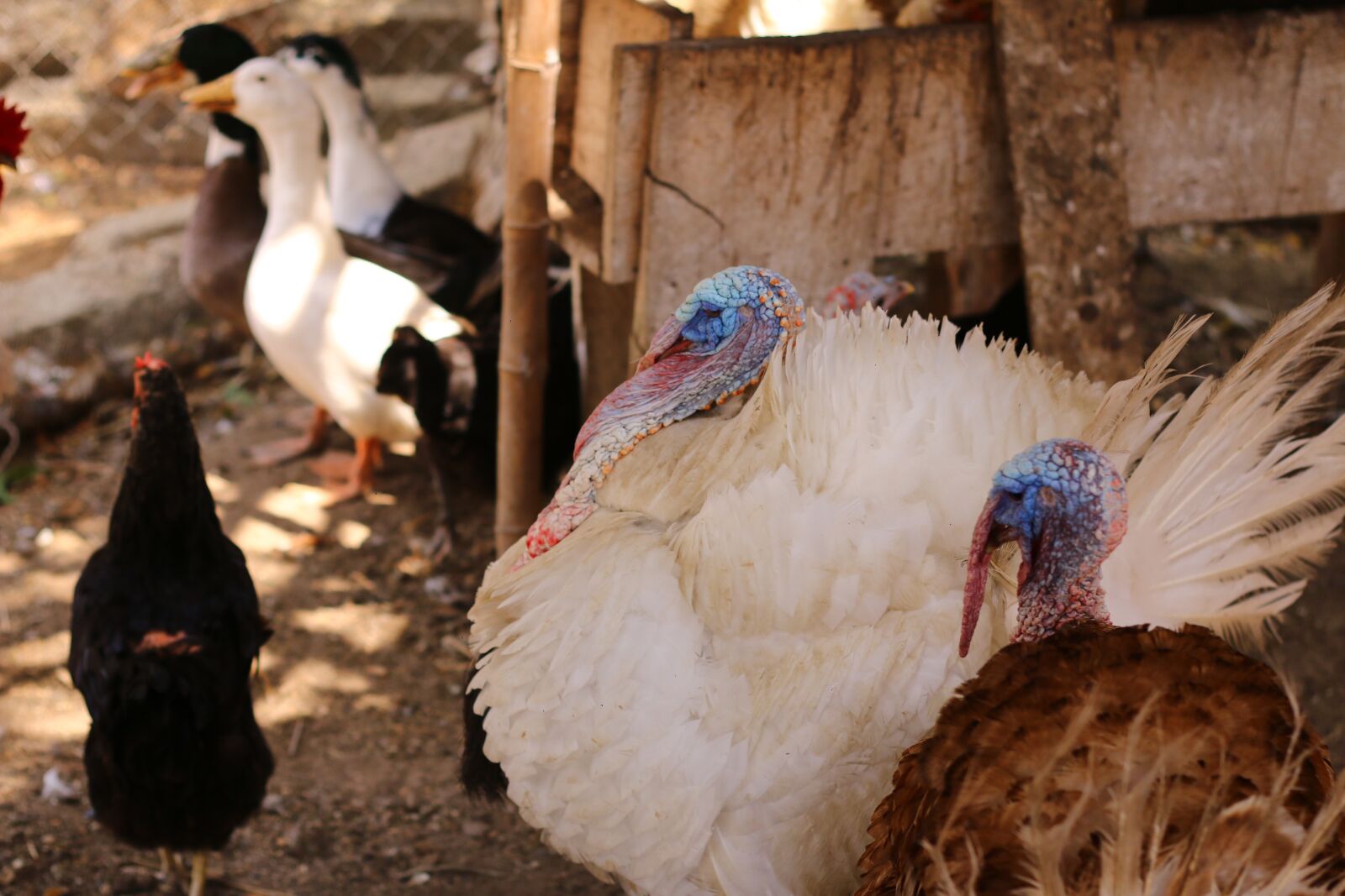 Canon EOS 70D + Canon EF 50mm F1.8 II sample photo. Gallo, animals, tropical photography