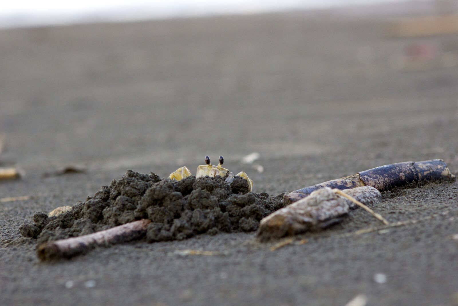 Canon EF75-300mm f/4-5.6 sample photo. Crab, eyes, wildlife photography