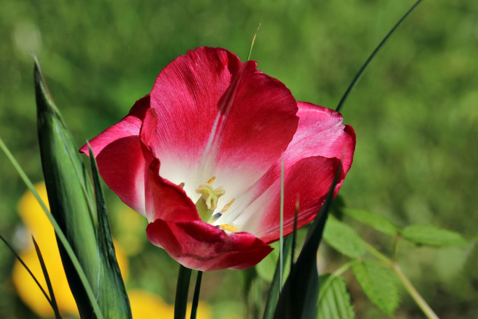 Canon EOS 80D sample photo. Tulip, spring, flower photography