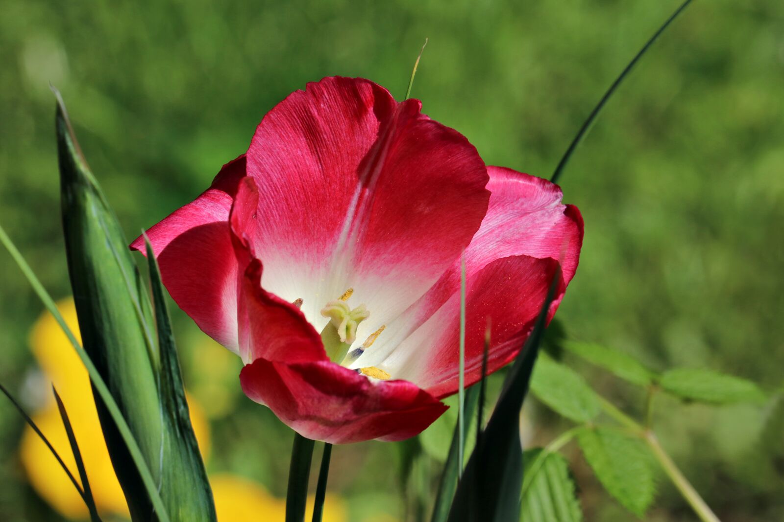 Canon EOS 80D + Canon EF-S 55-250mm F4-5.6 IS STM sample photo. Tulip, spring, flower photography