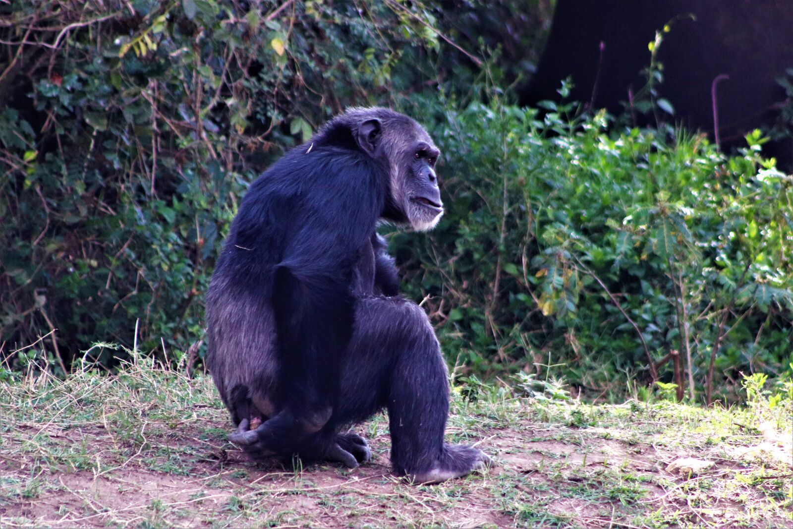 Canon EOS 77D (EOS 9000D / EOS 770D) sample photo. Chimpanzee, wildlife, kenya photography