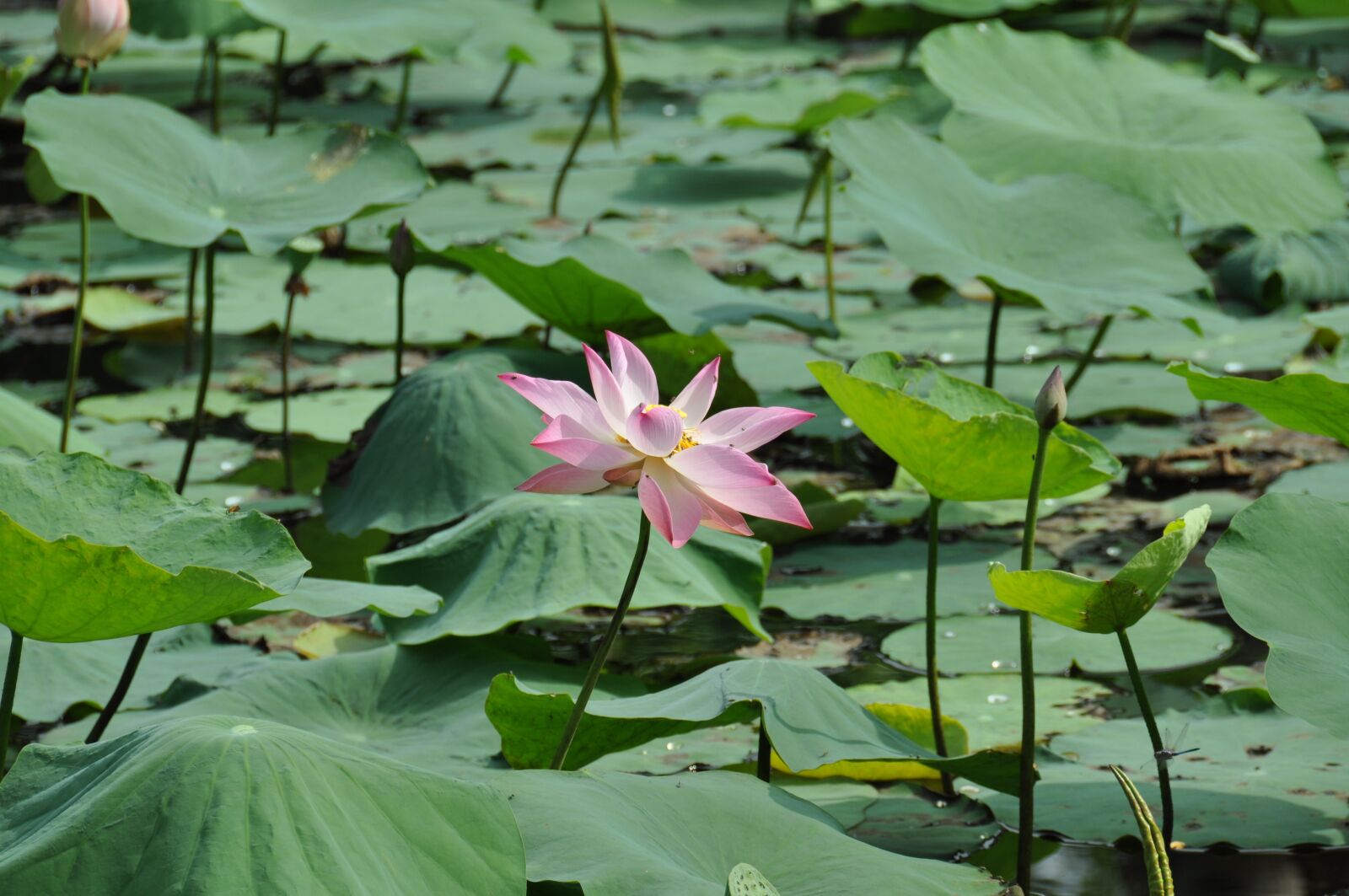 Nikon D90 sample photo. Lotus, viet nam, nature photography