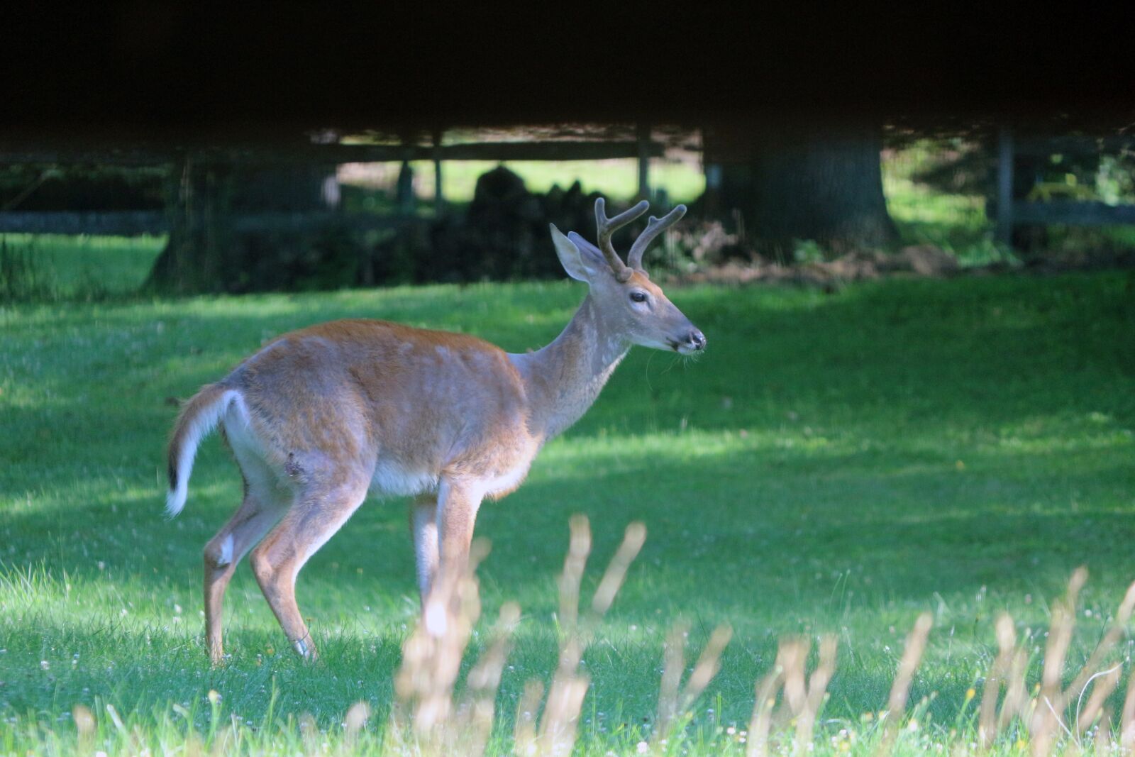Canon EOS 100D (EOS Rebel SL1 / EOS Kiss X7) sample photo. Buck, deer, nature photography