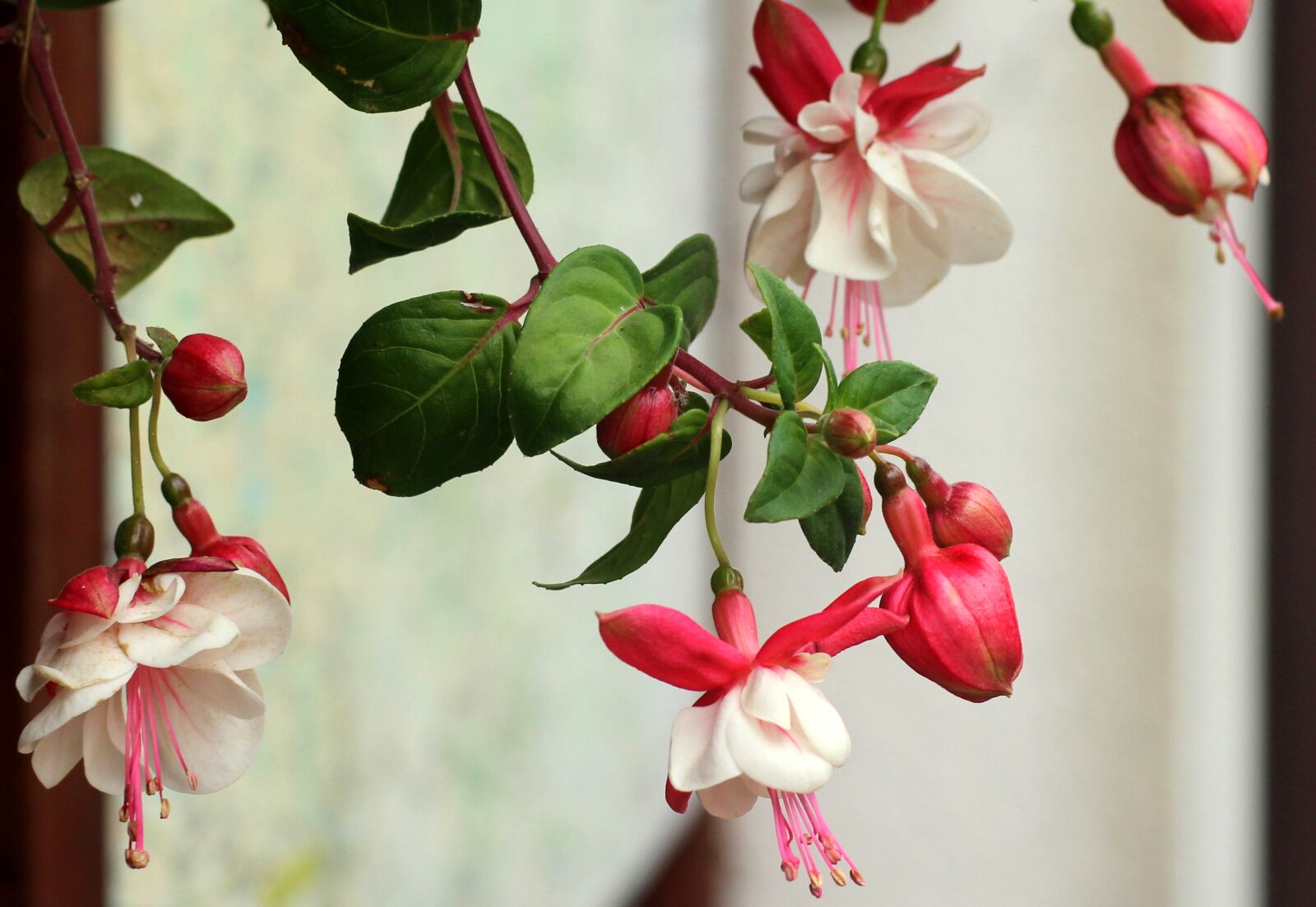 Canon EOS 1200D (EOS Rebel T5 / EOS Kiss X70 / EOS Hi) sample photo. Fuchsia, flowers, potted flower photography