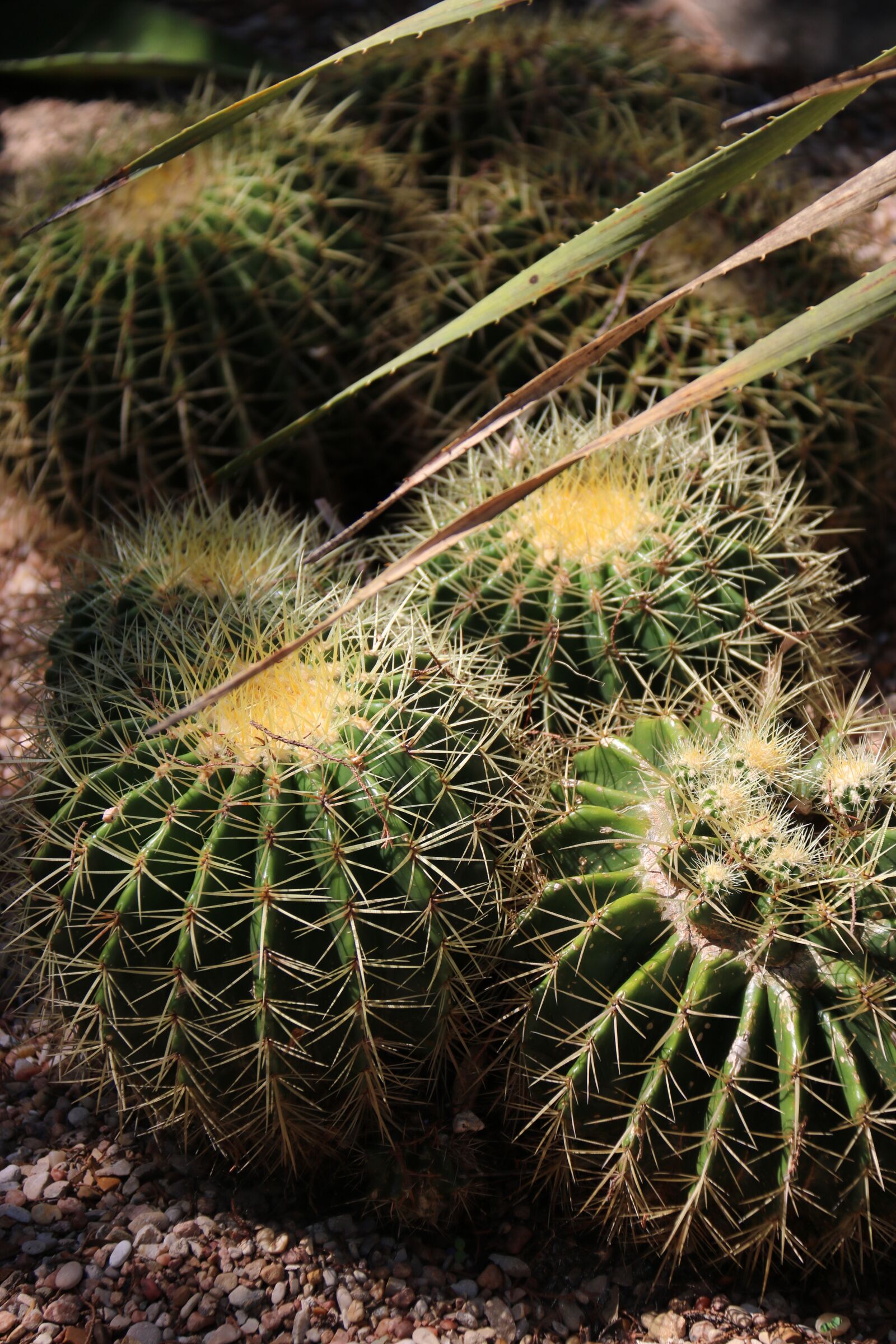 Canon EF-S 18-200mm F3.5-5.6 IS sample photo. Cacti, outdoors, nature photography