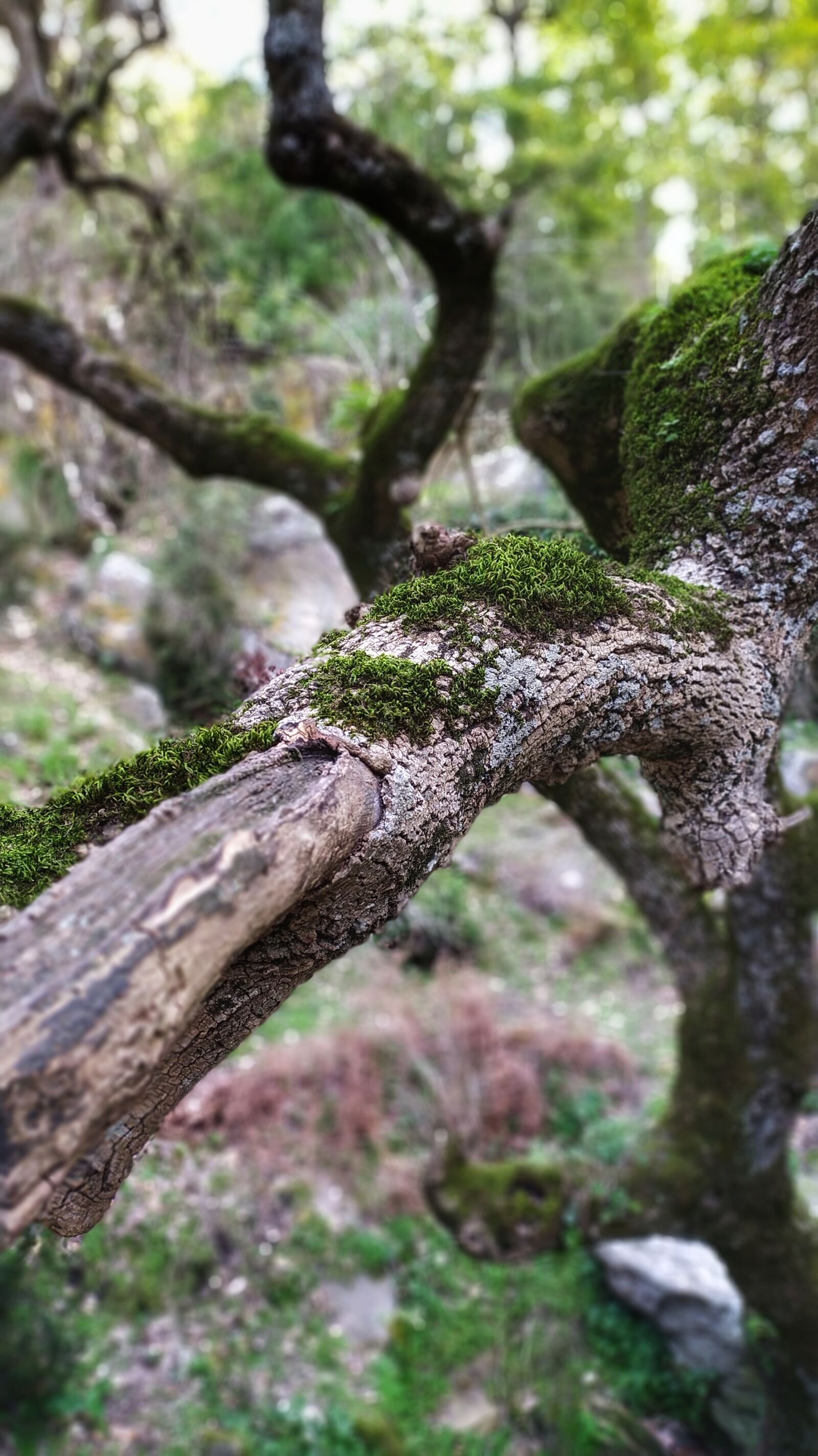 Xiaomi Redmi Note 8 sample photo. Trees, forest, a photography