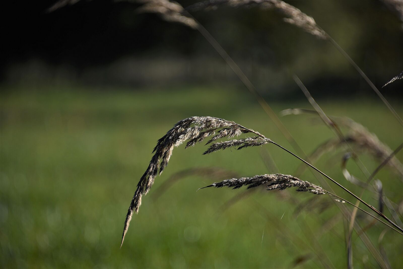Nikon D750 sample photo. Grass, blade of grass photography