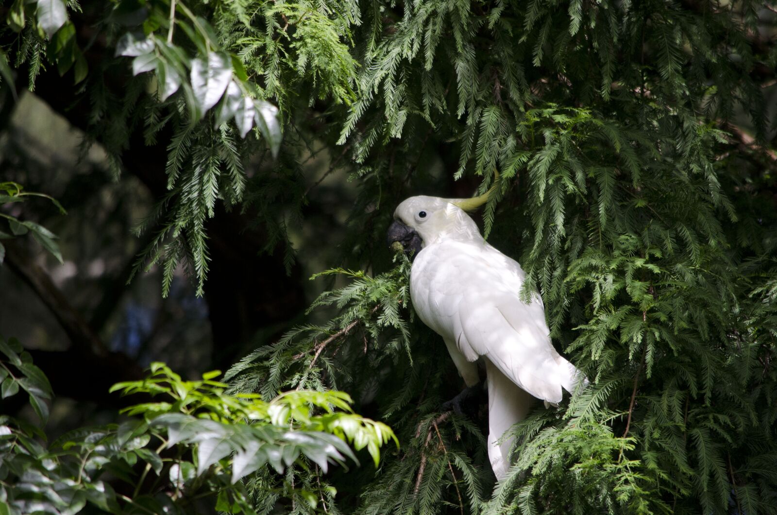 Nikon D5100 sample photo. White cockatoo, sulphur crested photography