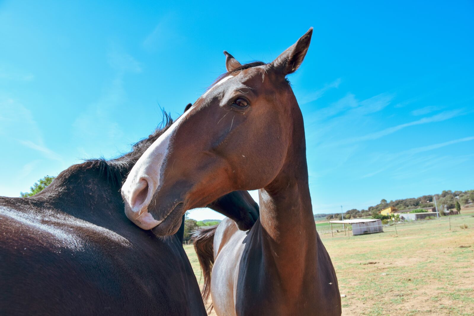 Nikon D5300 sample photo. Horse, horses, equine photography