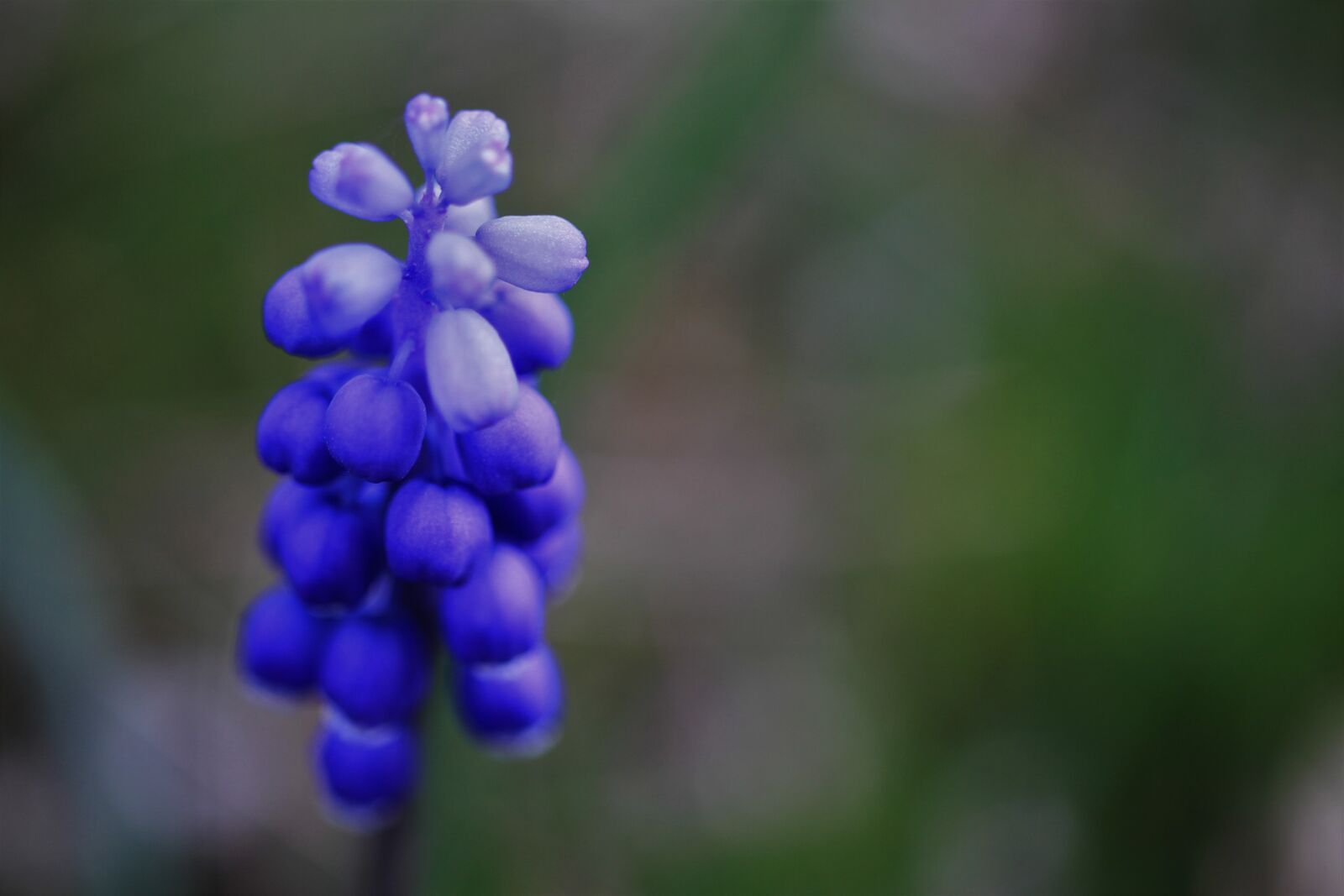 Canon EOS 7D sample photo. Grape hyacinth, spring, blossom photography