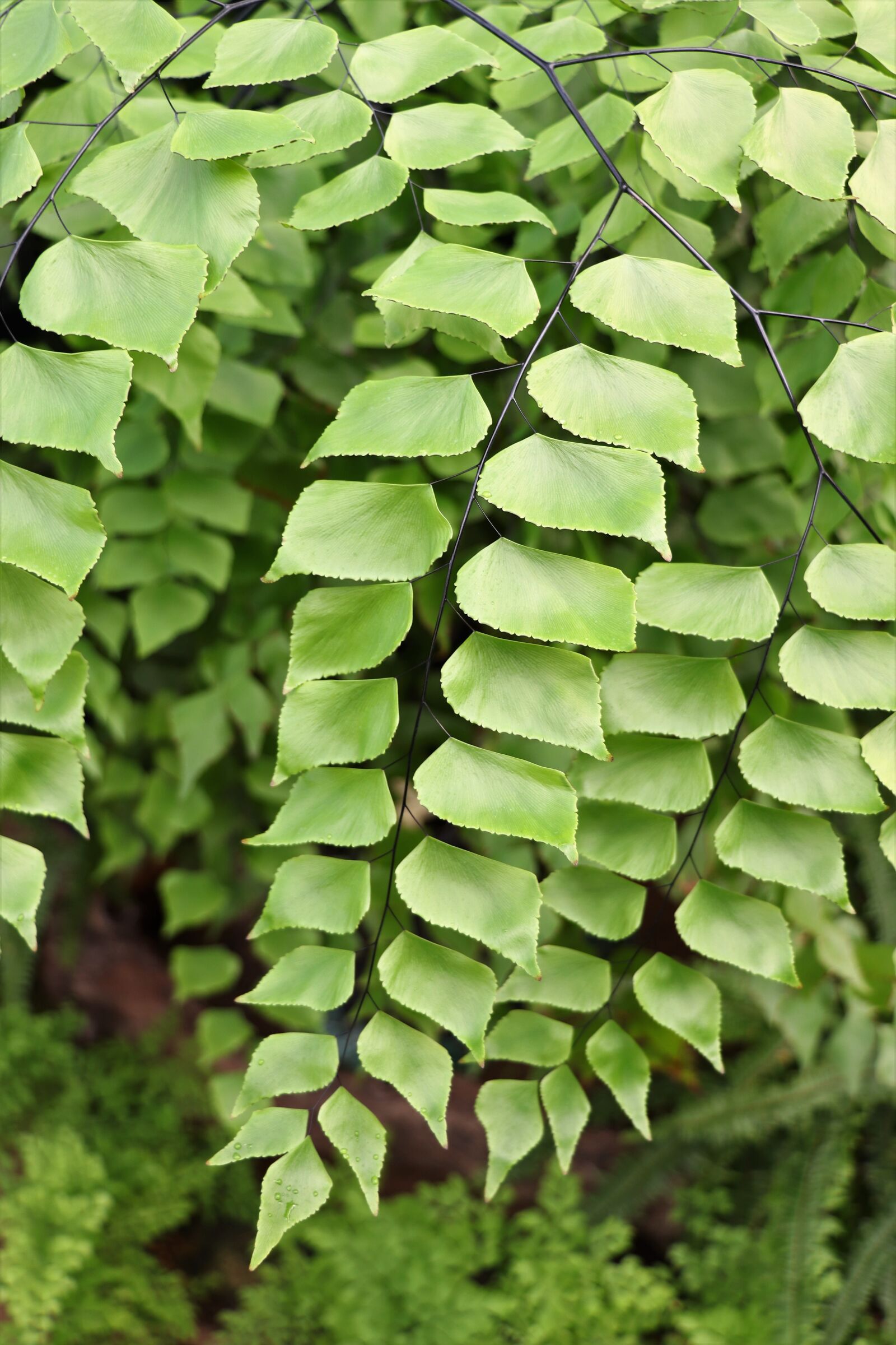 Canon EOS 77D (EOS 9000D / EOS 770D) sample photo. Leaves, sheet, green photography