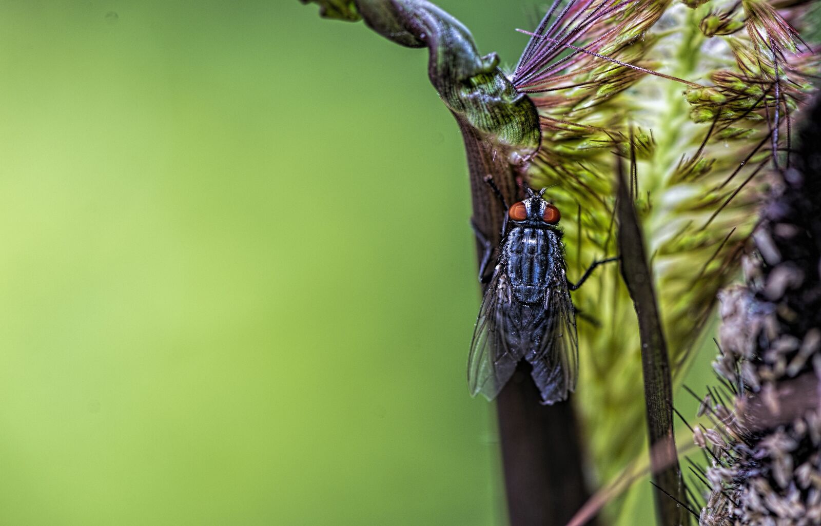 Nikon D610 sample photo. Fly, insect, wing photography