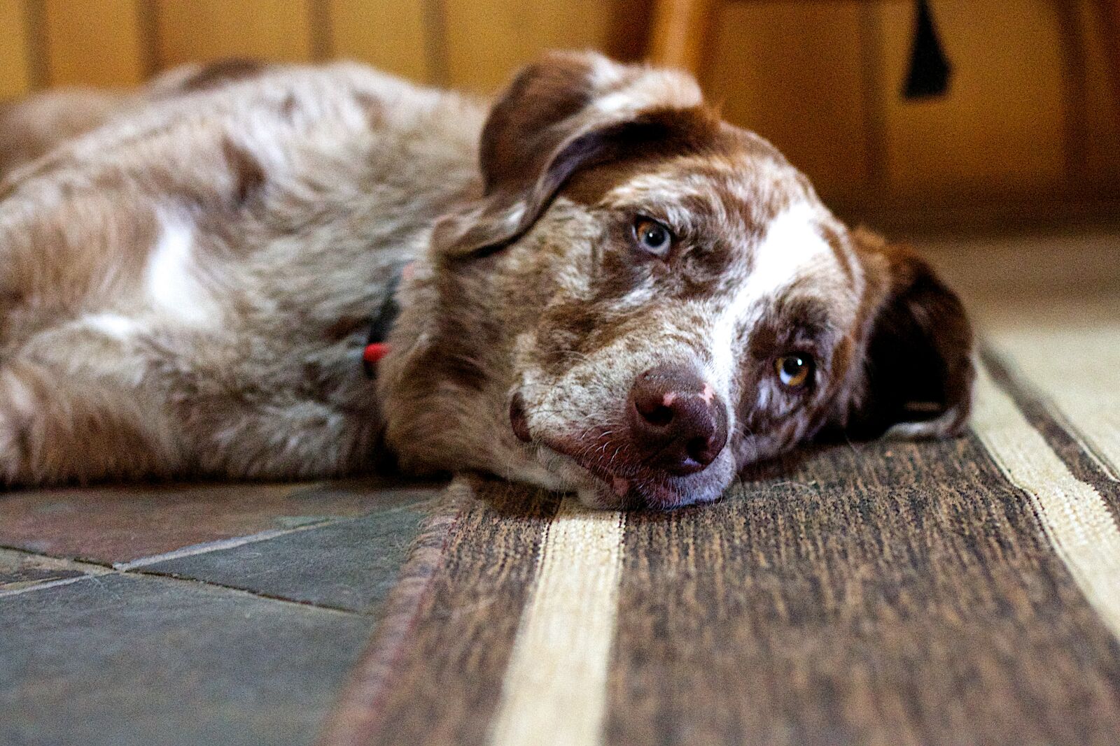 Canon EOS 7D sample photo. Dog, serenity, sleep photography