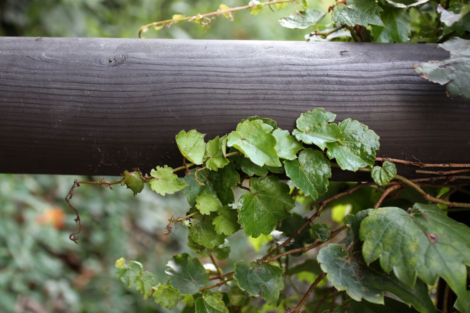 Canon EOS 50D sample photo. Vine, the vine, wood photography