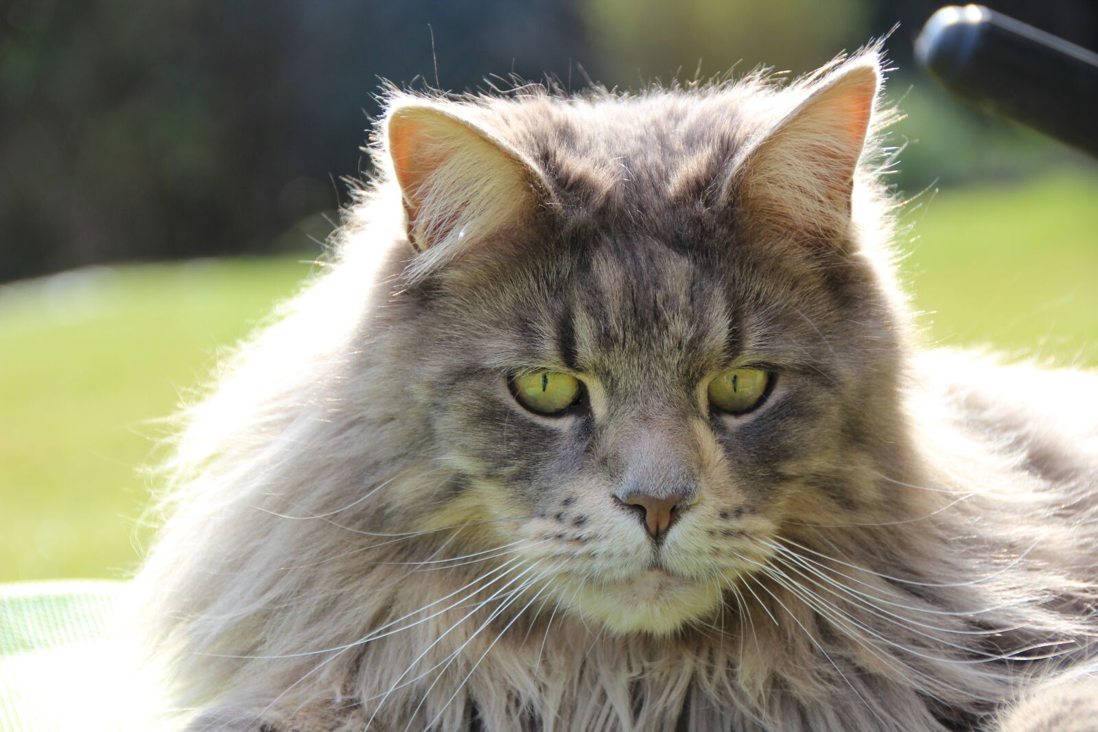 Canon EOS 600D (Rebel EOS T3i / EOS Kiss X5) sample photo. Maine coon, breed cat photography
