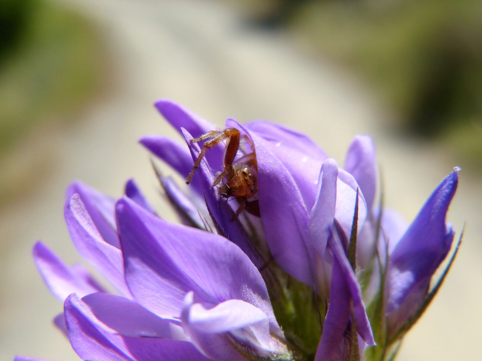 Panasonic DMC-FZ62 sample photo. Have a look, spider photography